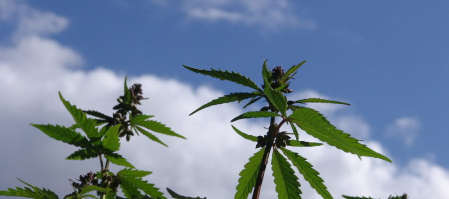 CBD isolate and full-spectrum hemp oil