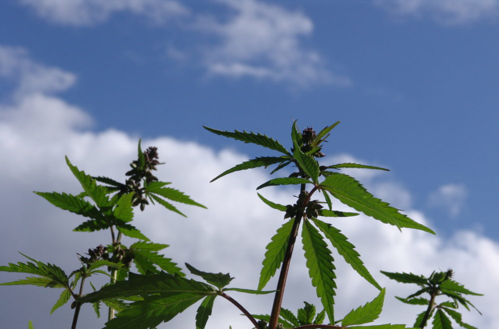 CBD isolate and full-spectrum hemp oil